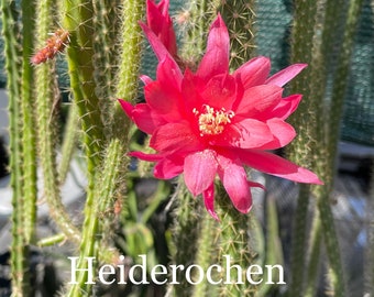 3 HEIDEROCHEN Cuttings Disocactus Red Blooms German Hybrids Aporocactus Aporophyllum Cactus Succulents