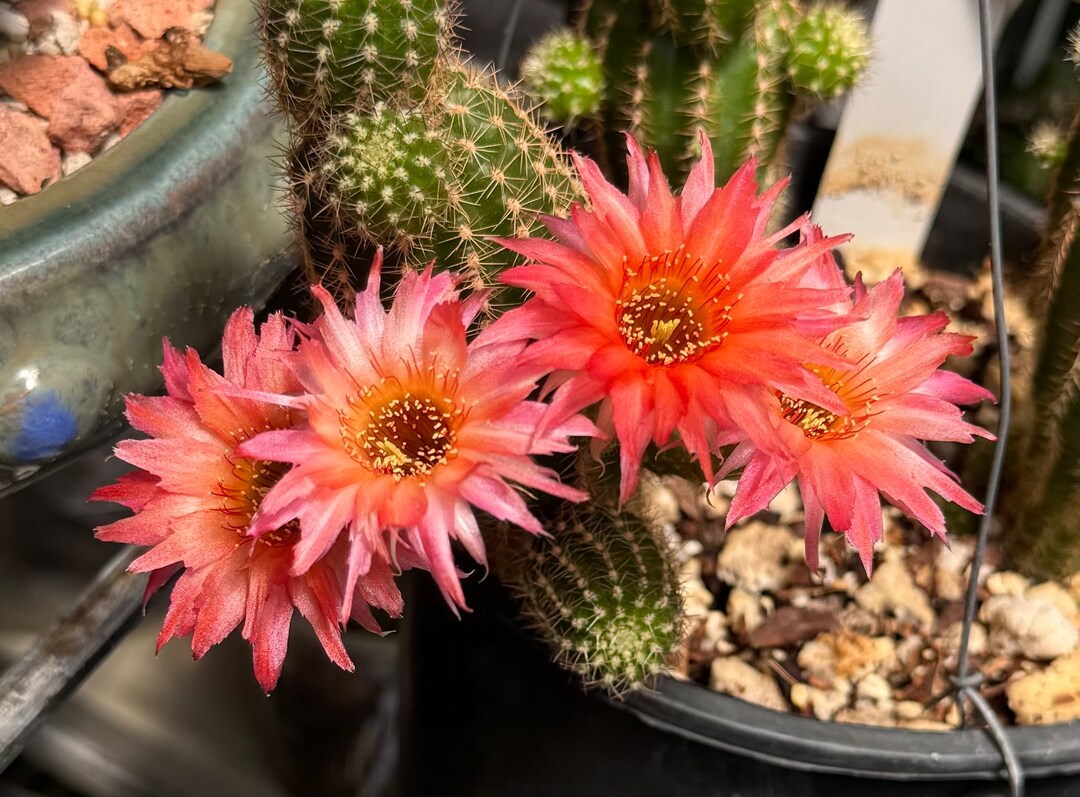 Lincoln Polka Chamaecereus Hybrids Rooted Plants Cactus - Etsy