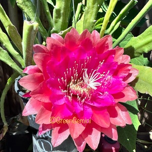 Kiwi Treasure Box Epiphyllum Orchid Cactus Succulents bild 4