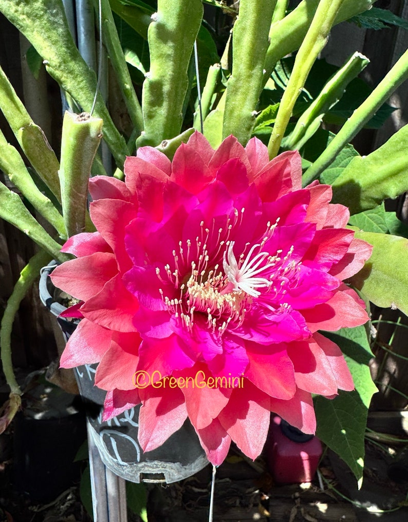 Kiwi Treasure Box Epiphyllum Orchid Cactus Succulents bild 4