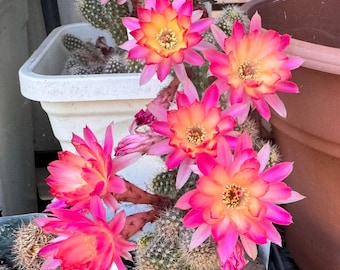 Rare PAN 17.8.103 Chamaecereus Hybrids Rooted Plants Peanut Cactus