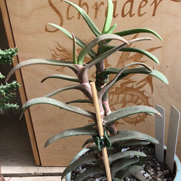 Gasteria Rawlinsonii Rare Succulent Plant