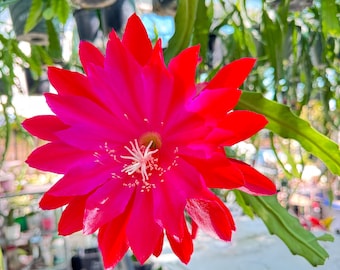 Melt Down Rare Epiphyllum Orchid Cactus