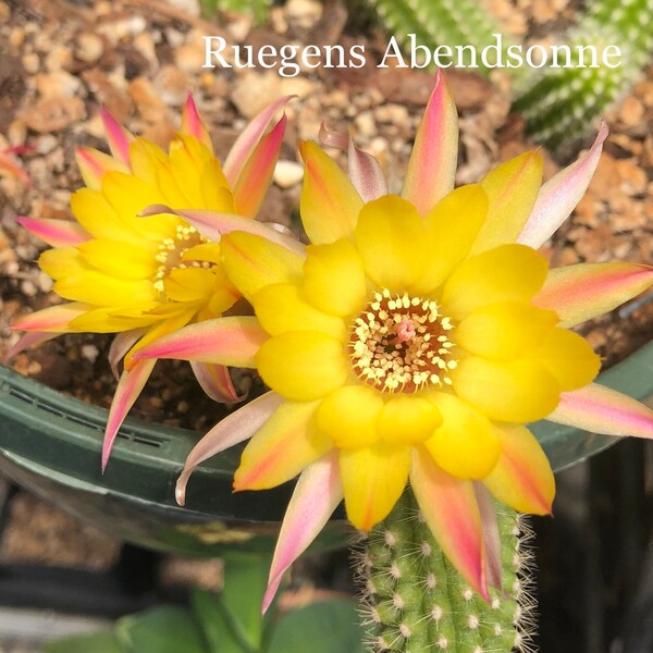 Chamaecereus  RUEGENS ABENDSONNE Rare European Hybrid Peanut Cactus Succulent