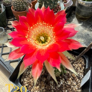 T20 Lobivia Thai Hybrids Rooted Plants Cactus Succulents Echinopsis