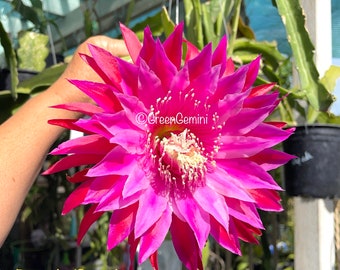 Kiwi Razzle Dazzle Epiphyllum Orchid Cactus