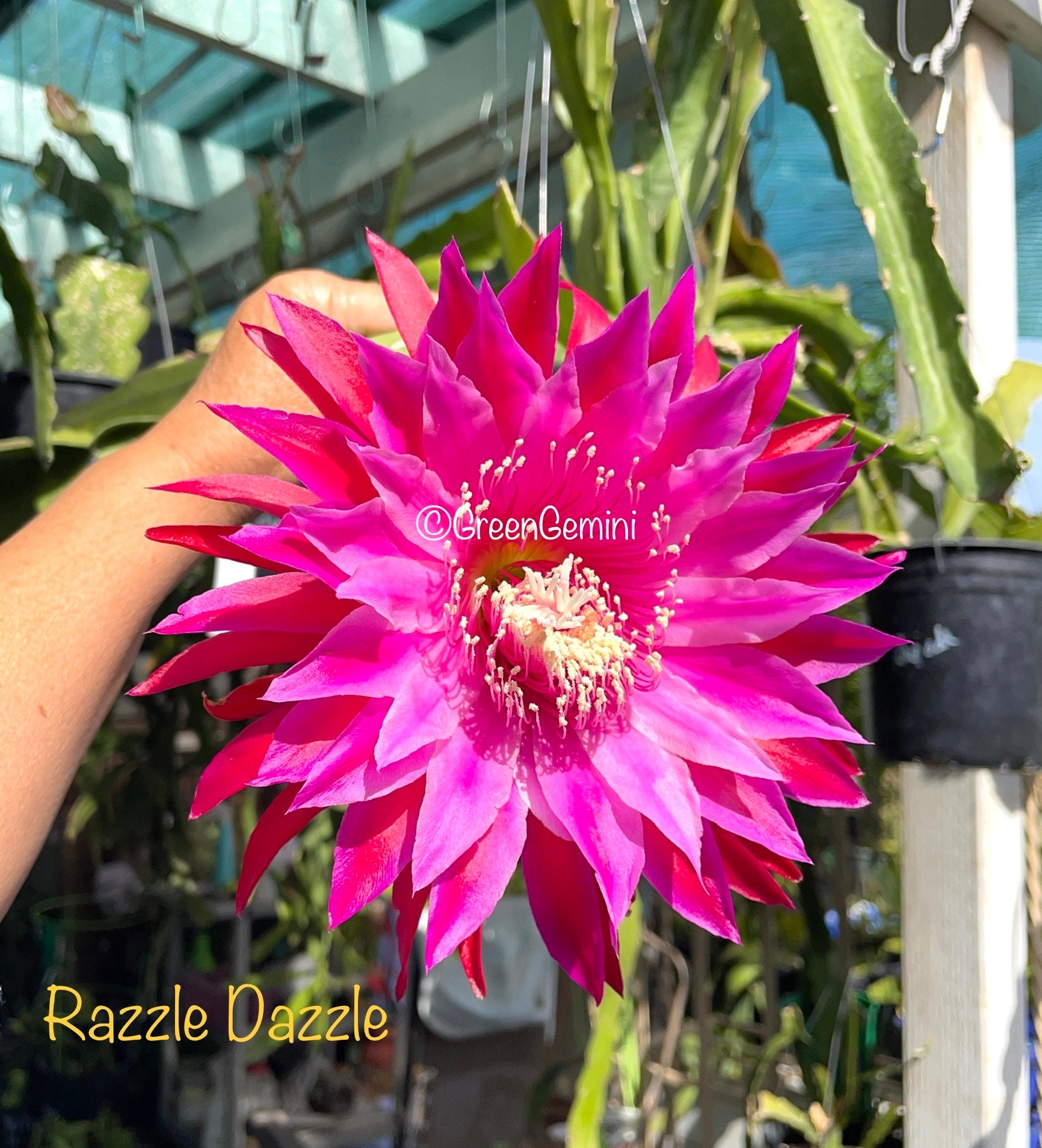 Kiwi Razzle Dazzle Epiphyllum Orchid Cactus - Etsy