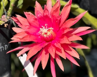 Kiwi Dedication Hybrids Rare Epiphyllum Orchid Cactus