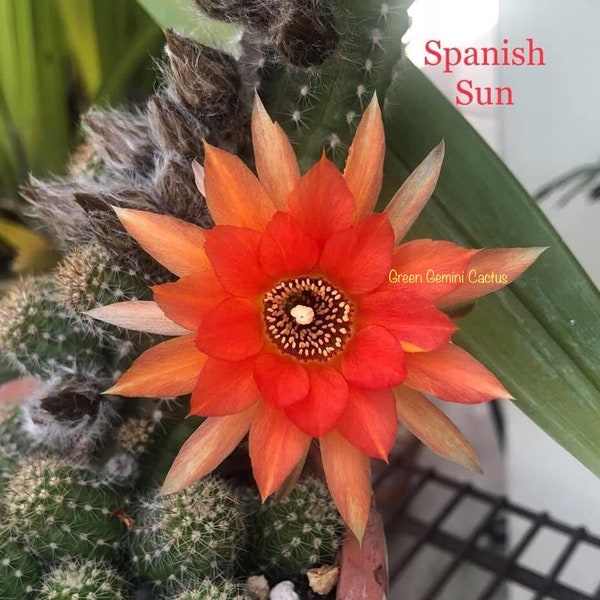 SPANISH SUN Chamaecereus Rooted Plant Peanut Cactus Succulents