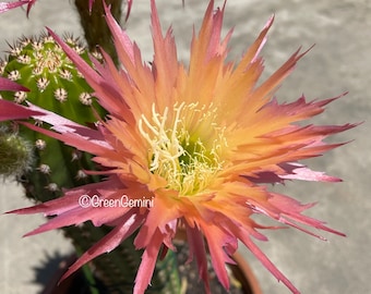 TS 121 Polarstern Hybrids Rooted Pups Hedgehog Cactus