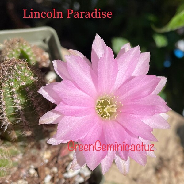 LINCOLN PARADISE Very Rare Chamaecereus Rooted Pup From England Peanut Cactus