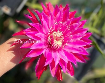 Kiwi Razzle Dazzle Epiphyllum Orchid Cactus - Etsy