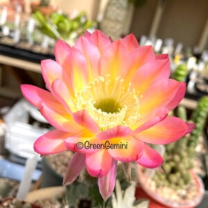 May include: A close-up of a vibrant cactus flower with layers of pink and yellow petals. The center of the flower is a lighter yellow with many small stamens. The flower is in full bloom, showcasing its intricate details.
