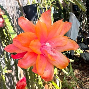 May include: A vibrant, open cactus flower with layers of orange and pink petals. The center features white stamens. A smaller, closed bud is visible below. The flower is set against a backdrop of green foliage and a wooden fence.