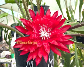 Kiwi Playboy Epiphyllum Orchid Cactus