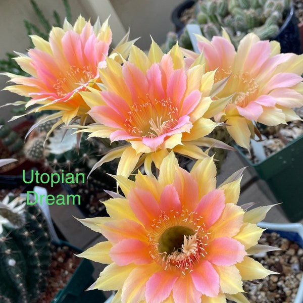 UTOPIAN DREAM Rare Echinopsis Hybrid ONE Rooted Pup Cactus Succulents