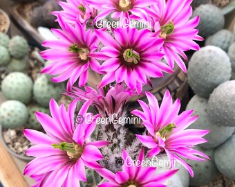 8 inches tall Rare Wilcoxia Poselgeri Rooted Plants Cactus Succulents