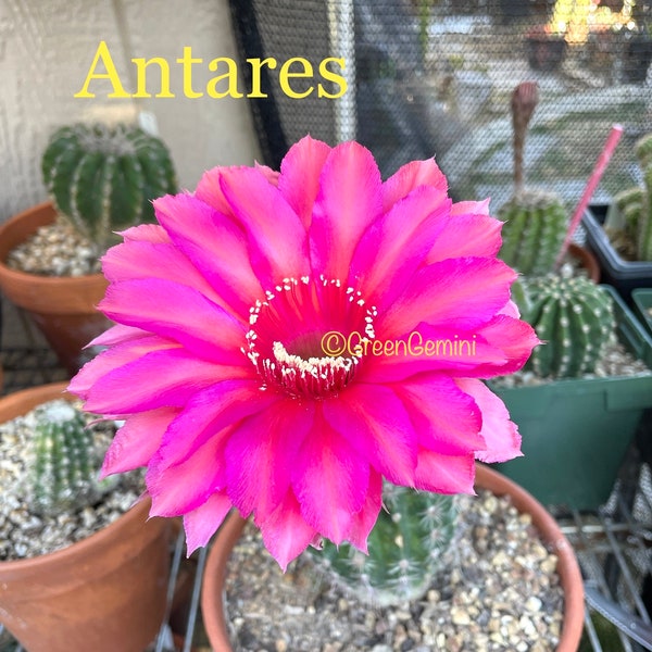 ANTARES Echinopsis Schick Hybrids Rooted Pups Cactus Succulents