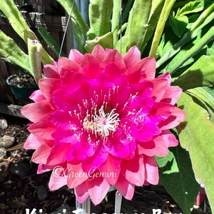 Kiwi Treasure Box Epiphyllum Orchid Cactus Succulents bild 3