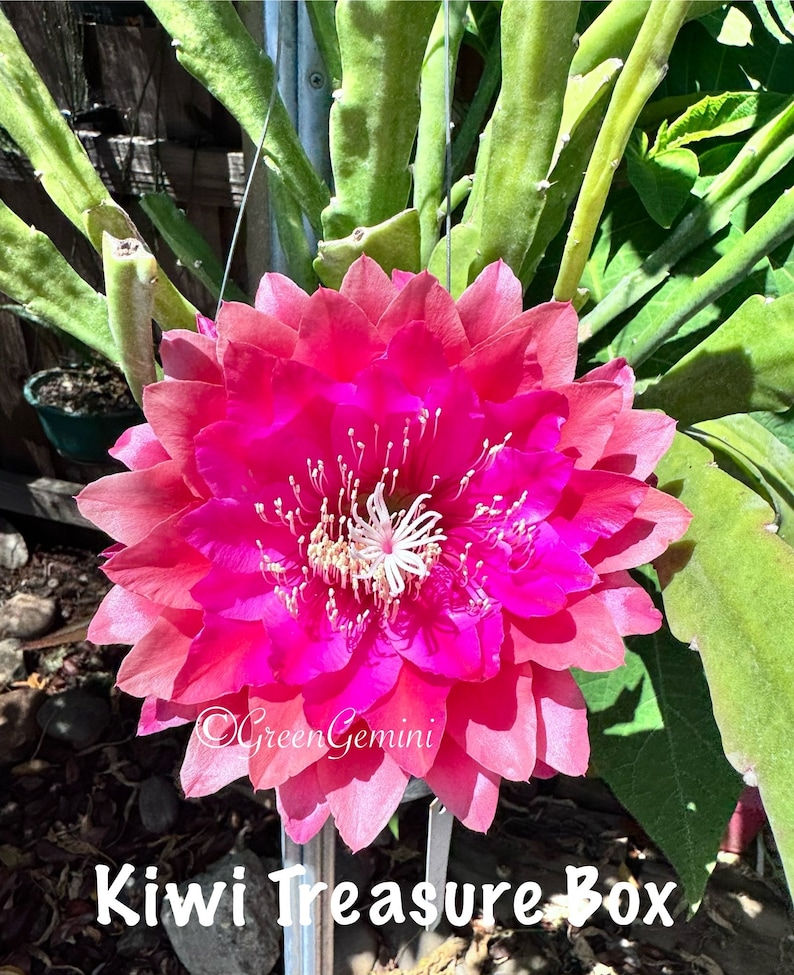 Kiwi Treasure Box Epiphyllum Orchid Cactus Succulents bild 3