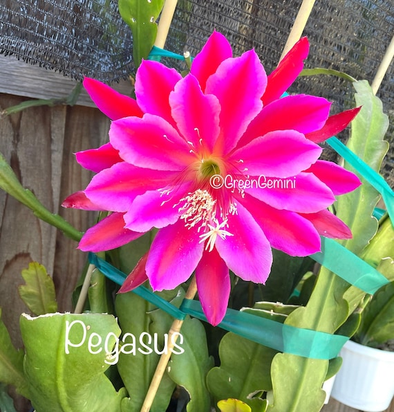 PEGASUS Epiphyllum Orchid Cactus Etsy