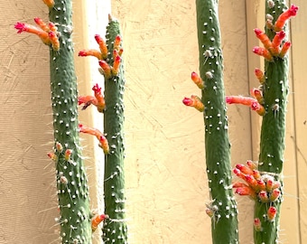 3” inches tall Rare Cleistocactus Jujuyensis Monstrose Rooted Plants Cactus