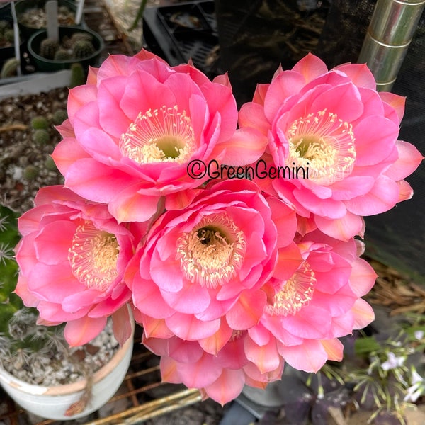 EDDIE Rare Echinopsis Schick Hybrids Rooted Cactus Plant Succulents