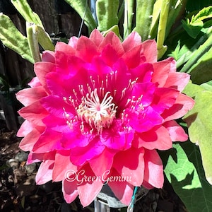 Kiwi Treasure Box Epiphyllum Orchid Cactus Succulents bild 1