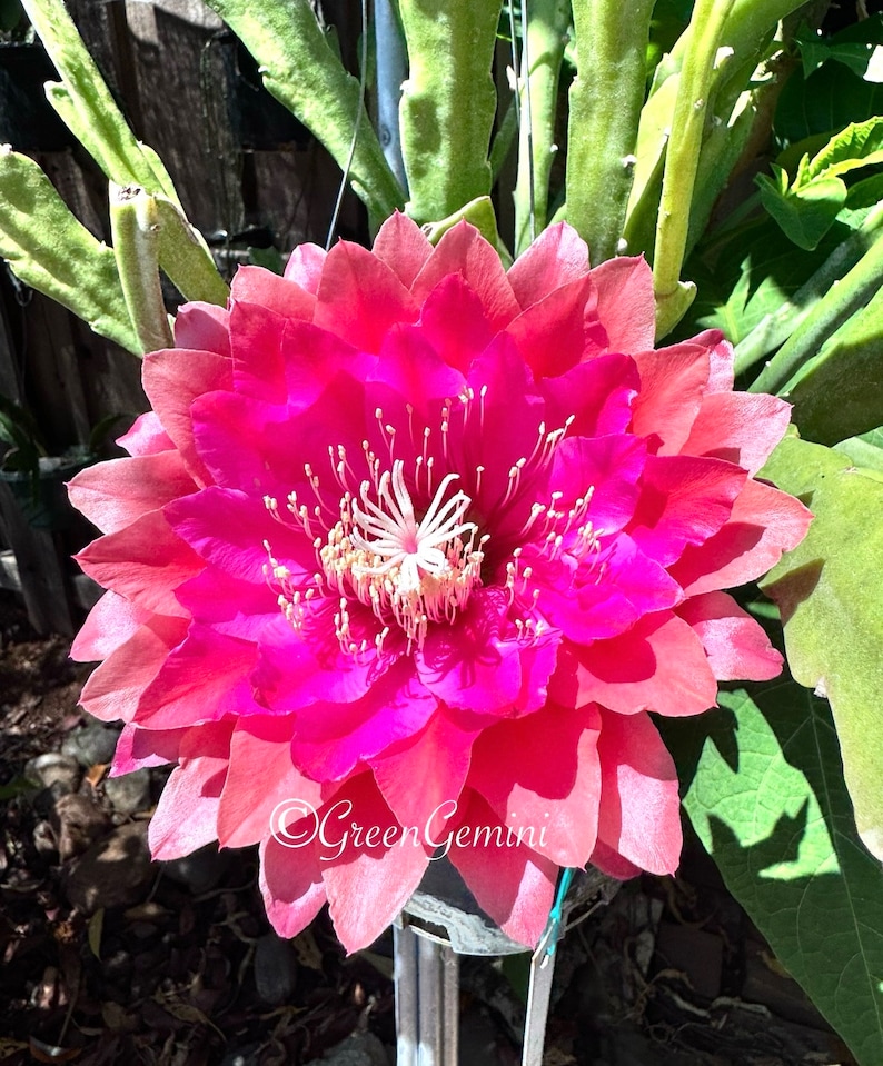 Kiwi Treasure Box Epiphyllum Orchid Cactus Succulents bild 1