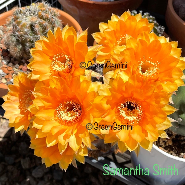 SAMANTHA SMITH Echinopsis Schick Hybrids Rooted Pups Cactus Succulents