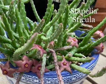 4 Stapelia Sticula Hybrids Succulents Huernia Orbea