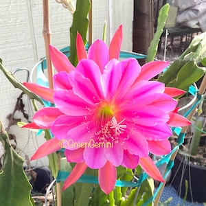 Norwood Epiphyllum Orchid Cactus