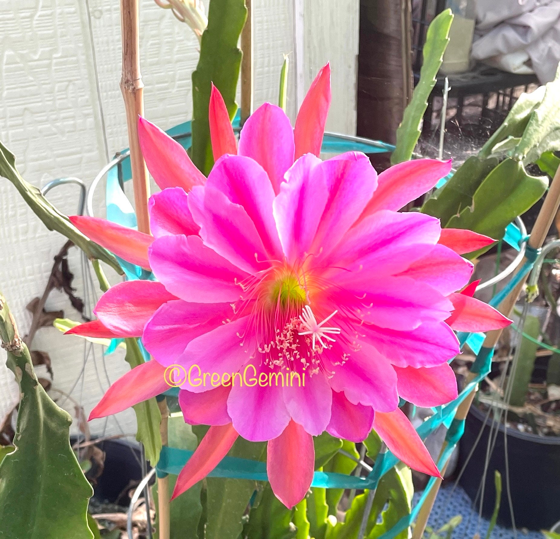 Norwood Epiphyllum Orchid Cactus - Etsy