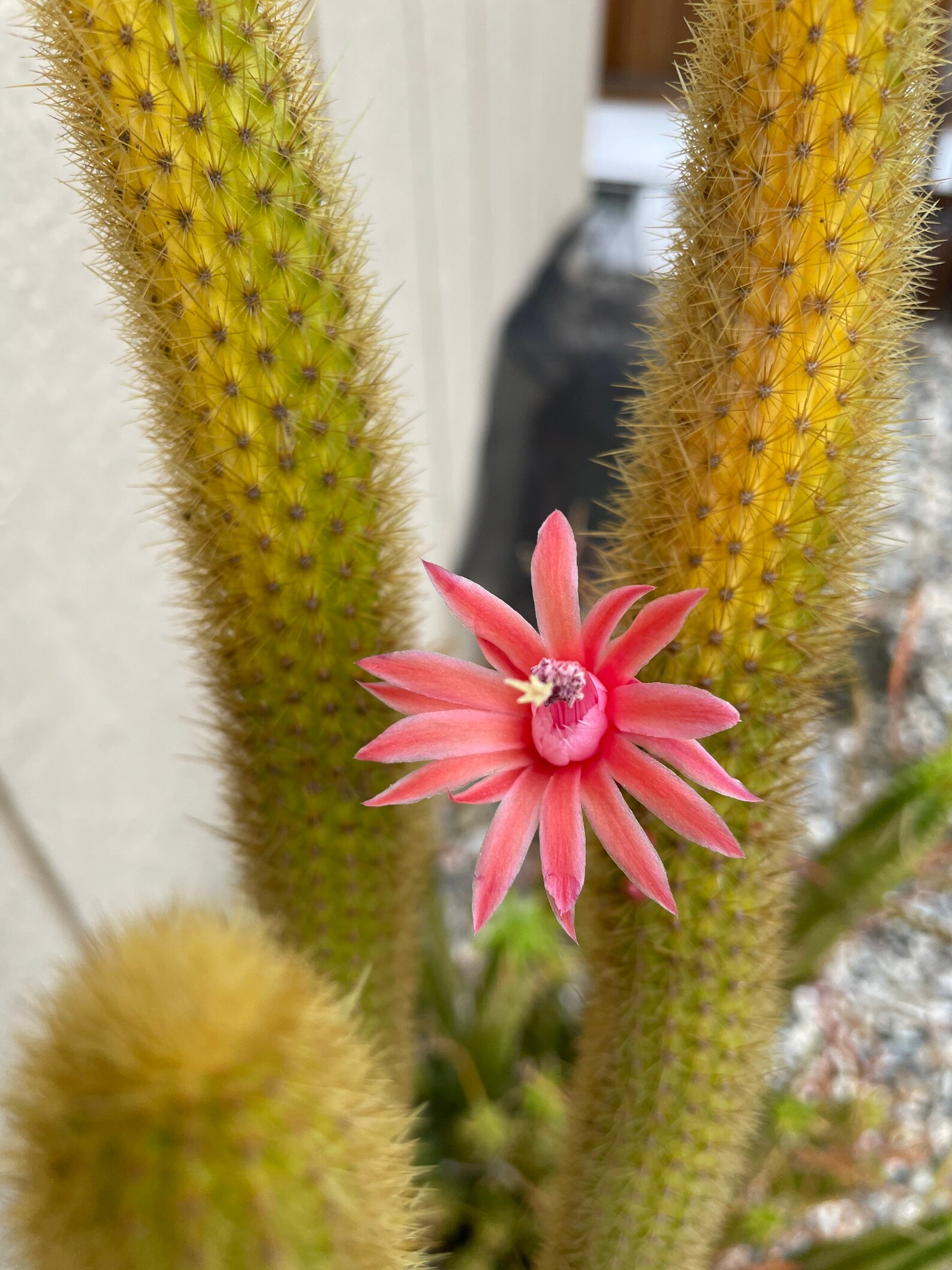 Golden Cat Tails Cactus 3 Unrooted Cuttings Succulents Etsy