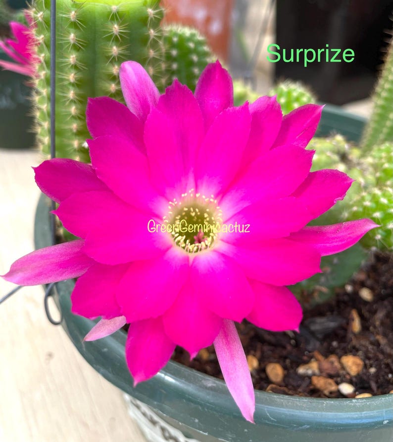 Surprize Chamaecereus Peanut Cactus Rooted Plants - Thumbnail 2