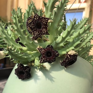 SAUDI ARABICA 2 Unrooted Offsets Rare Huernia Hybrids Orbea, Stapelia Succulents Cactus