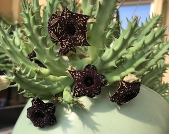 SAUDI ARABICA 2 Unrooted Offsets Rare Huernia Hybrids Orbea, Stapelia Succulents Cactus