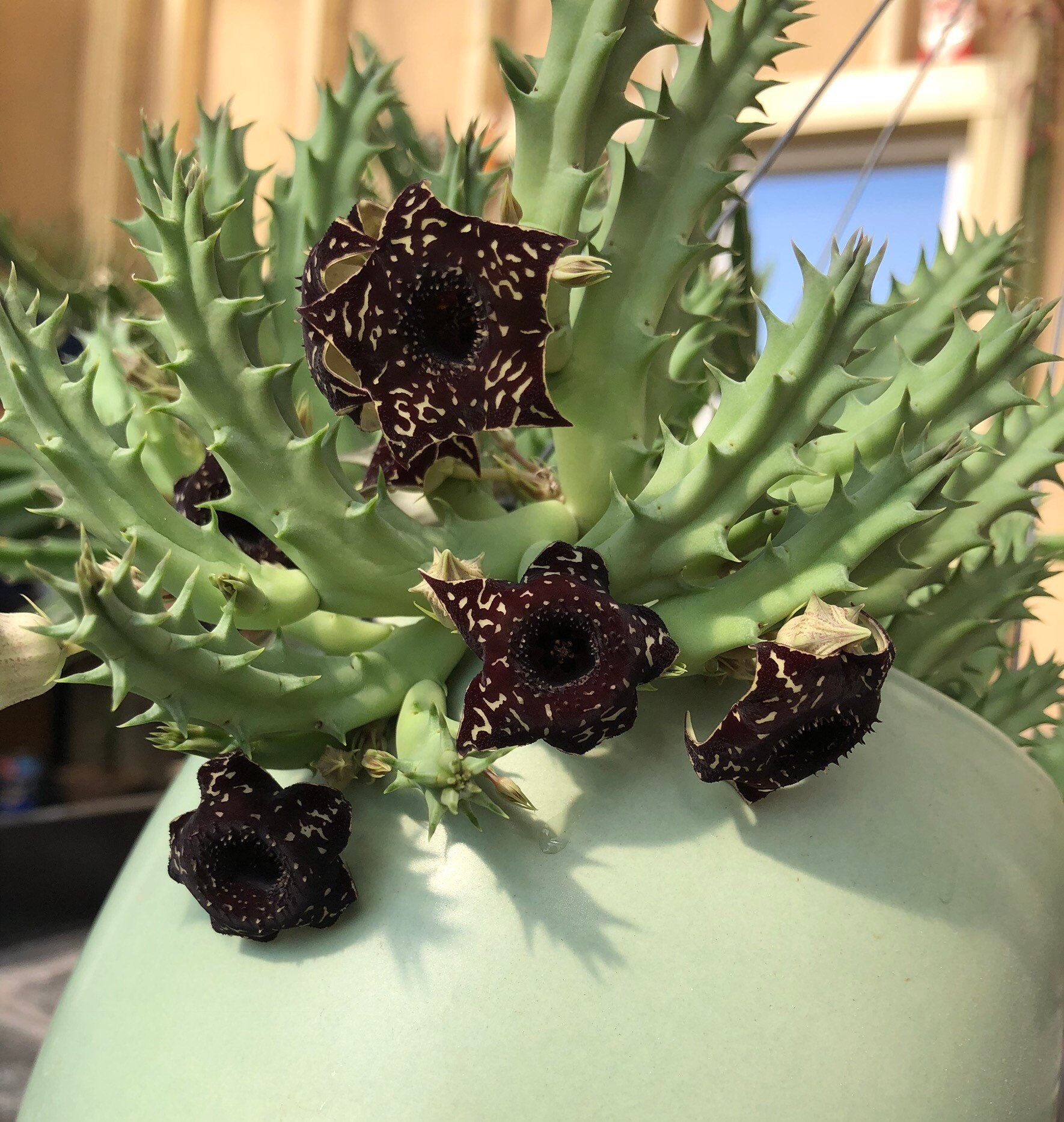 Saudi Arabica Rooted Plants Rare Huernia Hybrids Orbea, Stapelia