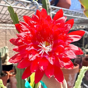 Kiwi Calypso Queen Hybrids Rare Epiphyllum Orchid Cactus - Etsy