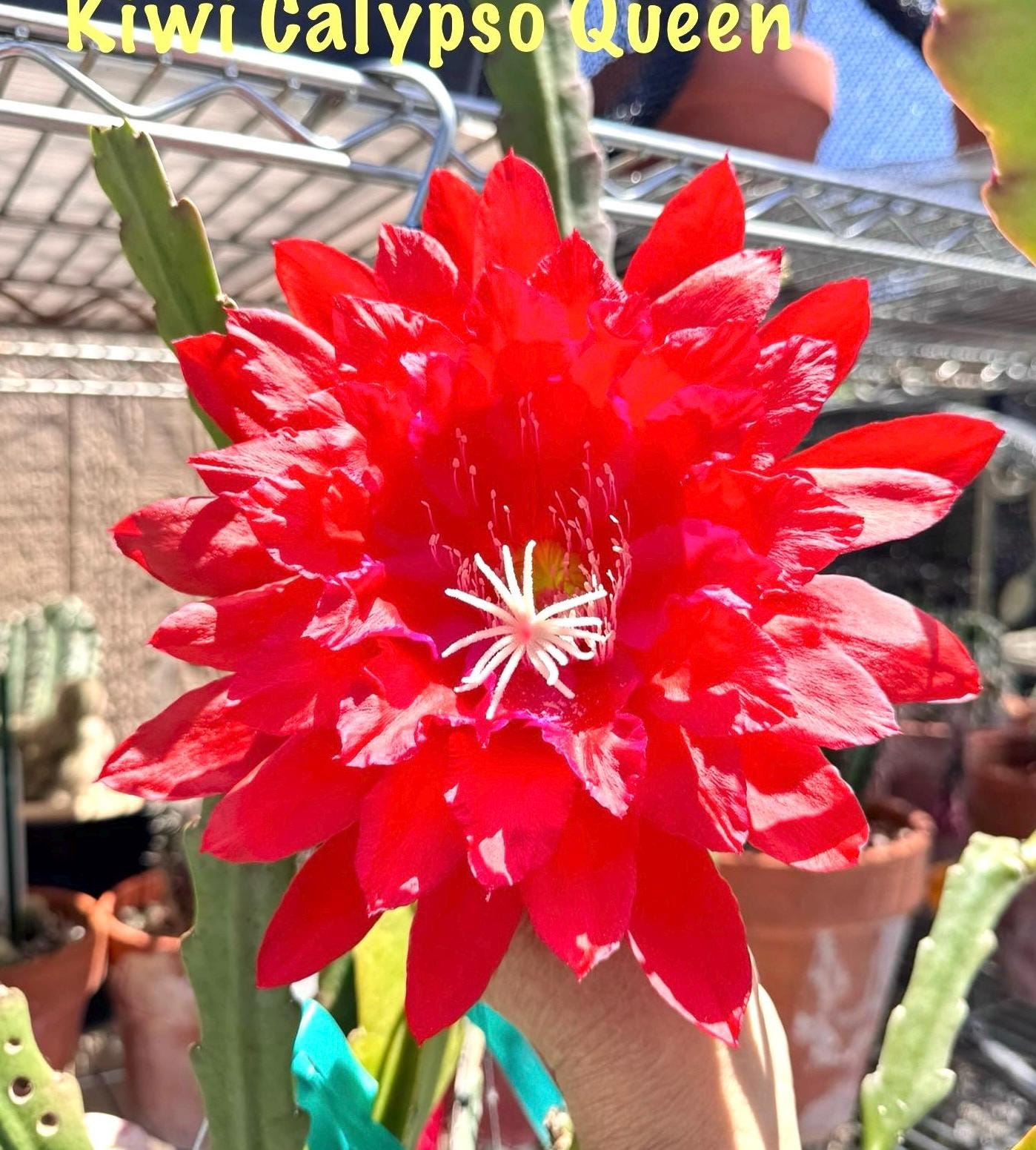 Kiwi Calypso Queen Hybrids Rare Epiphyllum Orchid Cactus - Etsy