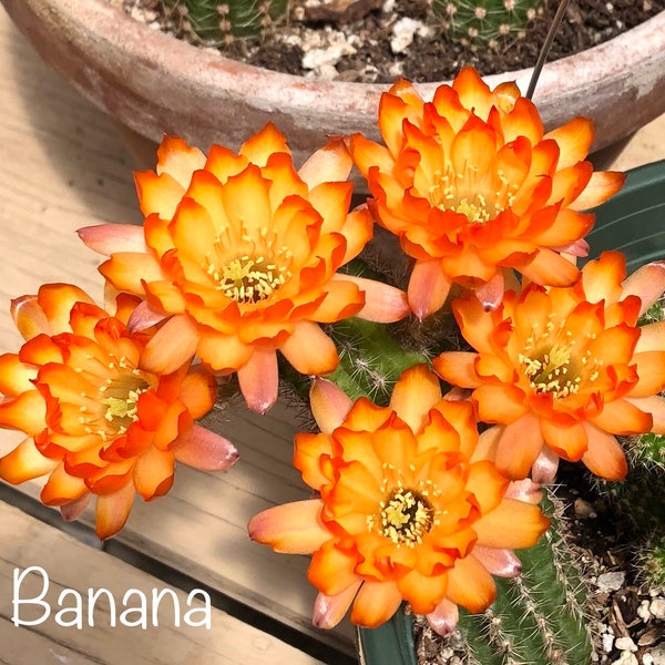 Chamacereus BANANA European Hybrids Rooted Plants Peanut Cactus Succulents