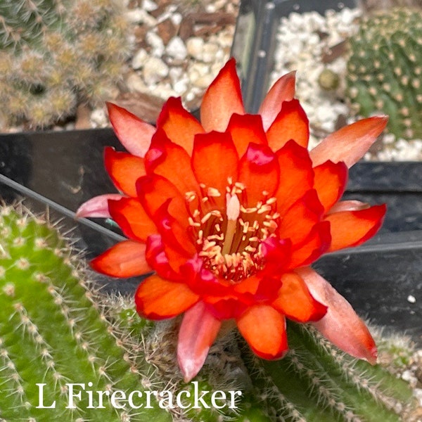 LINCOLN FIRECRACKER Rare Chamaecereus Hybrids Blooming Sizes Plant From England Peanut Cactus