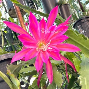 Raspberry Ribbon Epiphyllum Orchid Cactus
