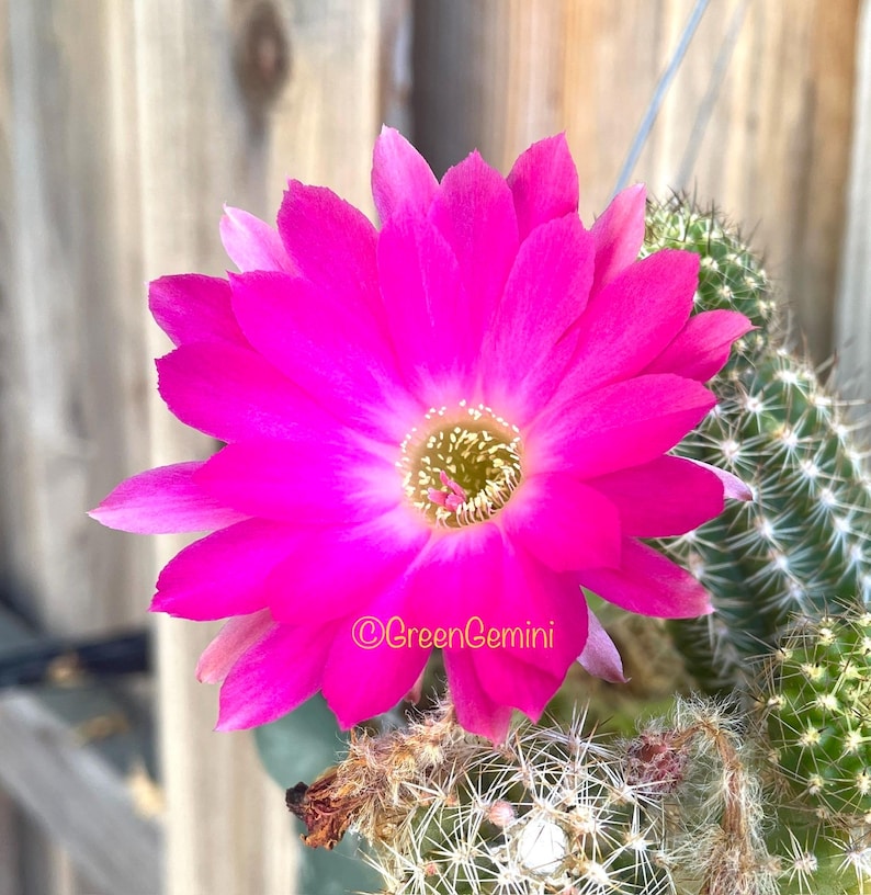 Surprize Chamaecereus Peanut Cactus Rooted Plants
