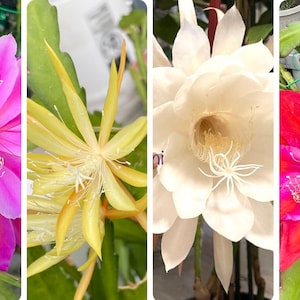 7 Epiphyllum Assorted-Mixed Colors Cuttings Orchid Cactus