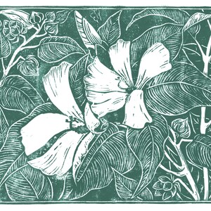 Hibiscus. Sarah W. Brinton (print).