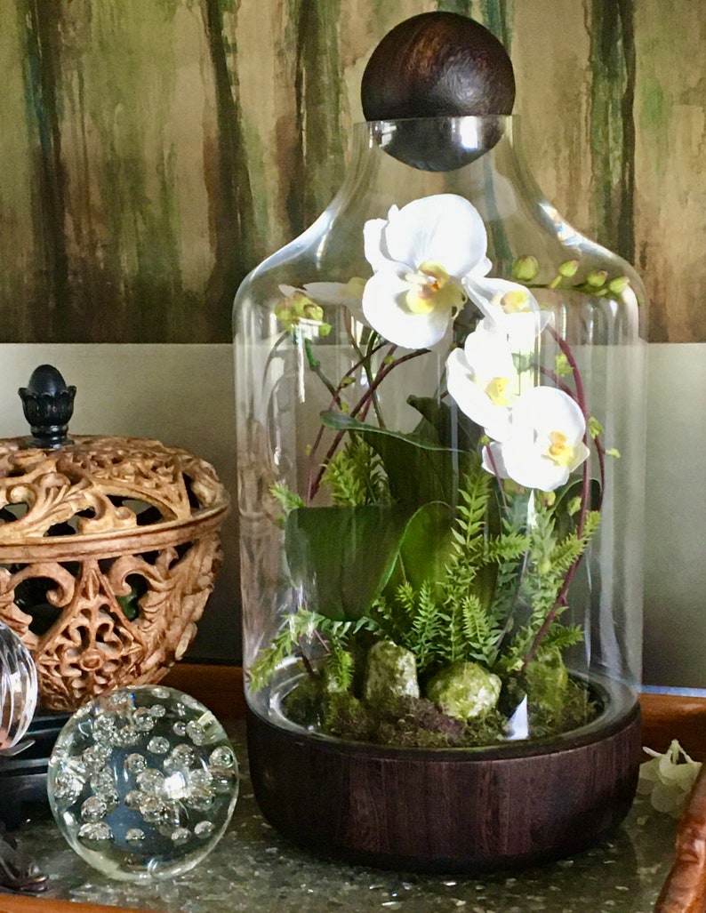 Phalaenopsis Orchid Terrarium Etsy