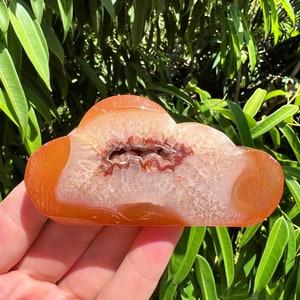 May include: A polished agate geode with a cloud-like shape. The geode is sliced in half, revealing a white and brown crystal interior. The geode is a light orange color.
