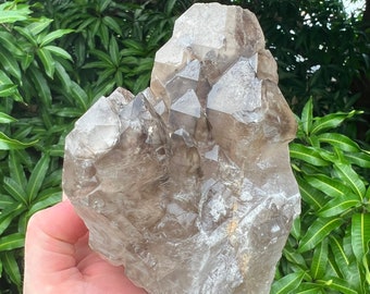 Large Skeletal Smokey Quartz Raw Cluster