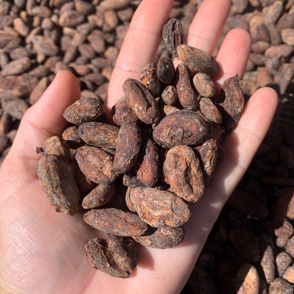 Dried Hawaiian Cacao Beans (Hawaii Grown)